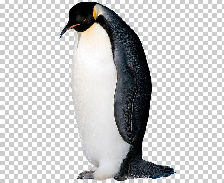 King Penguin Seabird Razorbills PNG, Clipart, Beak, Bird, Emperor Penguin, Fauna, Fire Free PNG Download