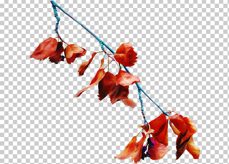 Leaf Twig Flower Plant Branch PNG, Clipart, Black Maple, Branch, Flower, Leaf, Plant Free PNG Download