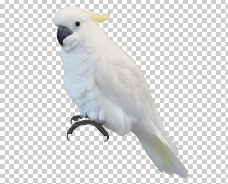 Bird Parrot PNG, Clipart, Animal, Animals, Animation, Beak, Bird Free PNG Download