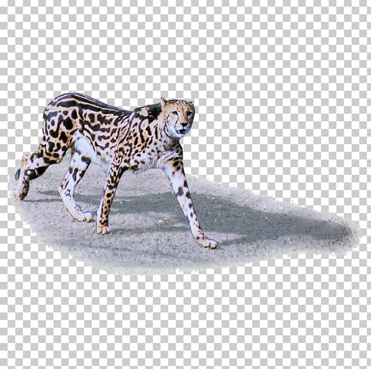 Cheetah Leopard Jaguar Tiger Lion PNG, Clipart, Animal, Animals, Big Cat, Big Cats, Carnivora Free PNG Download