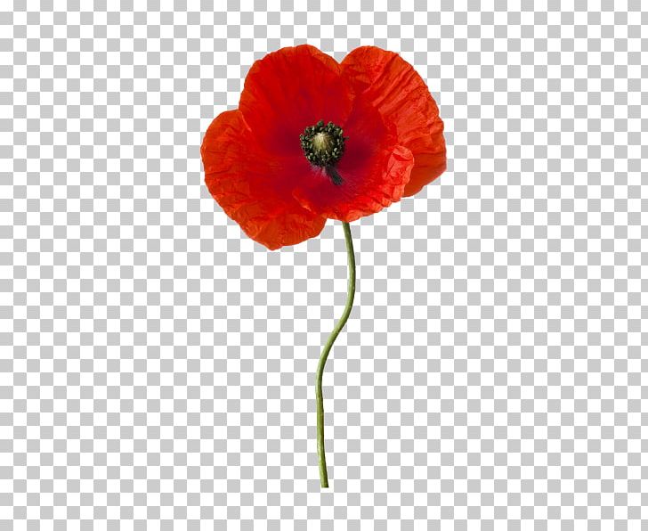 Common Poppy Flower Plant Stem California Poppy PNG, Clipart, Artificial Flower, Bud, California Poppy, Color, Common Poppy Free PNG Download