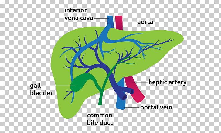 Liver Transplantation Organ Transplantation American Liver Foundation PNG, Clipart, 2017, 2018, Area, August, Diagram Free PNG Download