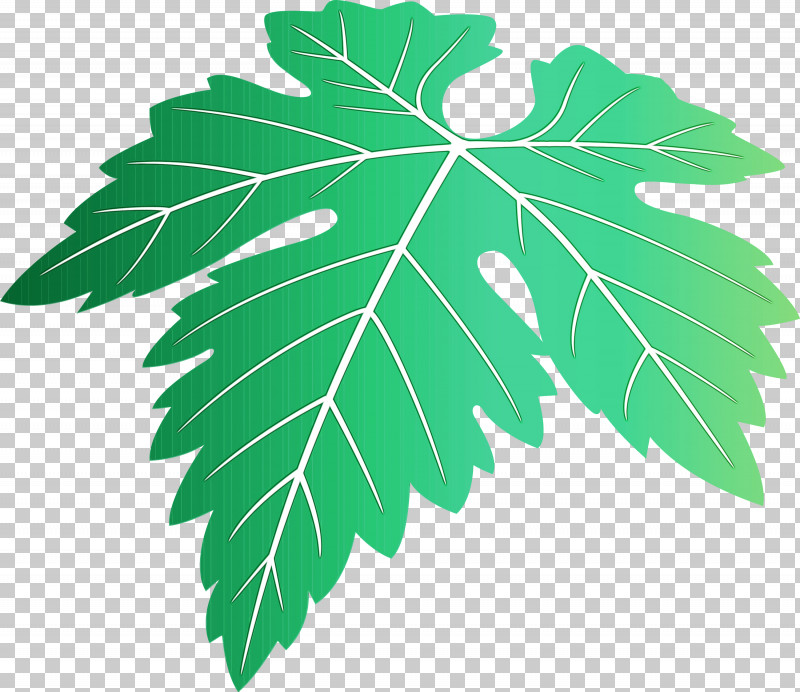 Plane PNG, Clipart, Black Maple, Flower, Grape Leaves, Grapes Leaf, Green Free PNG Download
