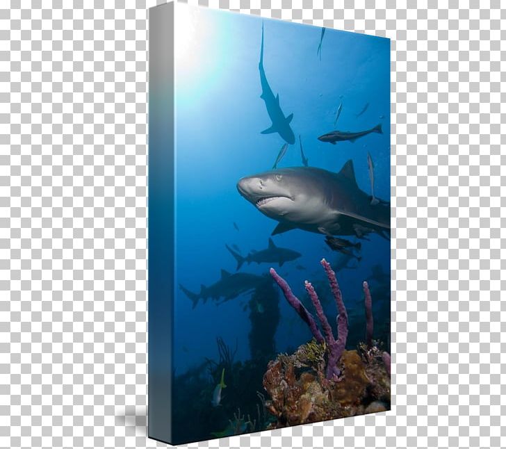 Requiem Sharks Ecosystem Marine Biology Water PNG, Clipart, Aqua, Aquarium, Biology, Cartilaginous Fish, Ecosystem Free PNG Download