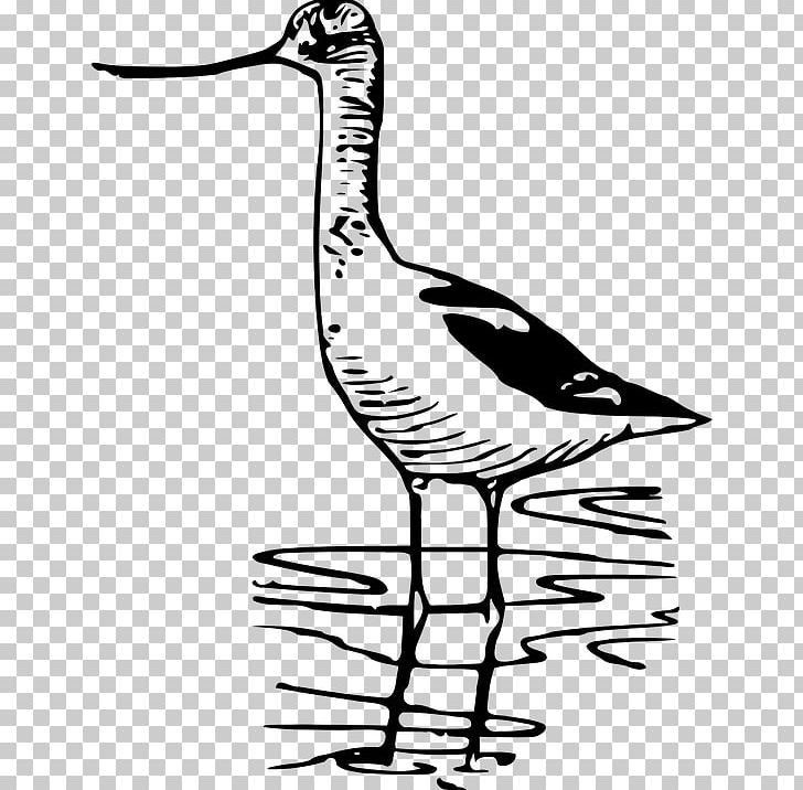 Bird Nest Wader Drawing Curlew PNG, Clipart, American Avocet, Animals, Artwork, Avocet, Beak Free PNG Download