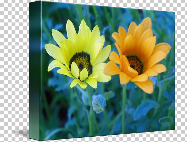 Common Sunflower Annual Plant PNG, Clipart, Annual Plant, Common Sunflower, Daisy Family, Flower, Flowering Plant Free PNG Download