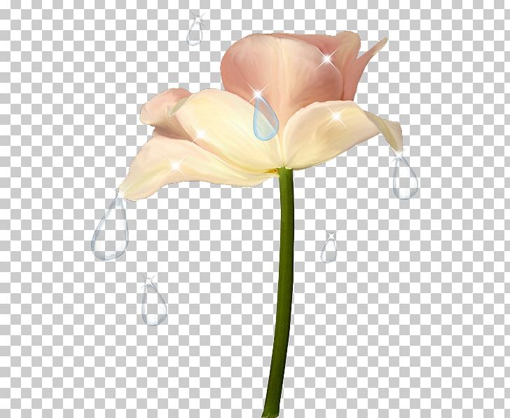 Flower Drawing Petal PNG, Clipart, Architecture, Art, Cut Flowers, Drawing, Flower Free PNG Download