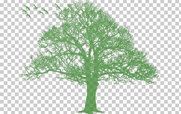 Oak Tree Silhouette PNG, Clipart, Arecaceae, Branch, Eucalyptus Camaldulensis, Grass, Gum Trees Free PNG Download