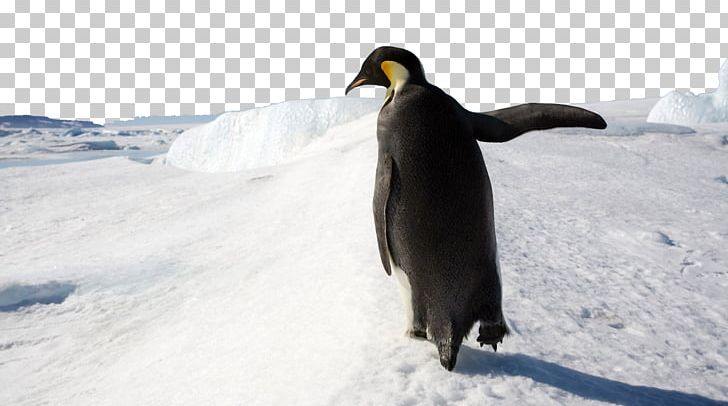Penguin Microsoft Windows Windows 8 PNG, Clipart, Beak, Bird, Buildings, Display Resolution, Famous Free PNG Download