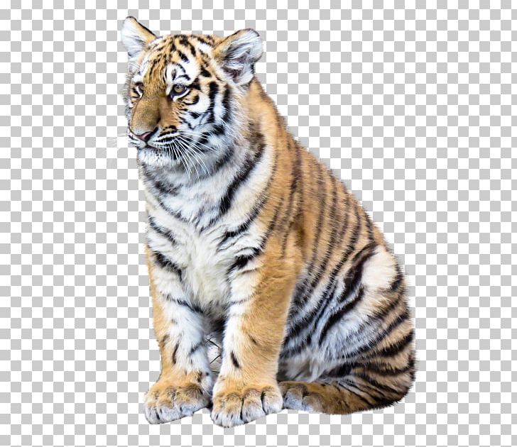 Tiger Desktop PNG, Clipart, Animals, Big Cats, Carnivoran, Cat Like Mammal, Computer Icons Free PNG Download