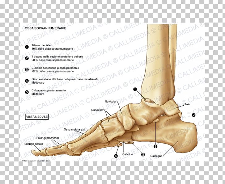 Foot Cuboid Bone Thumb Ankle PNG, Clipart,  Free PNG Download