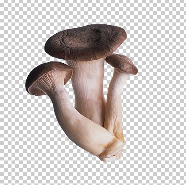 Oyster Mushroom Fungus Shiitake Straw Mushroom PNG, Clipart, Edible Mushroom, Enokitake, Food, Furniture, Hericium Erinaceus Free PNG Download