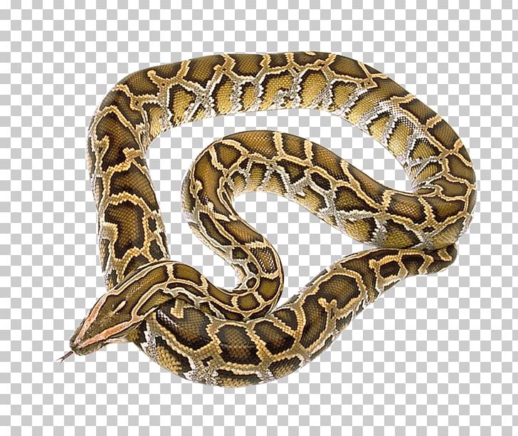 Snake Python PNG, Clipart, Animal, Animals, Ball Python, Bite, Boa Constrictor Free PNG Download