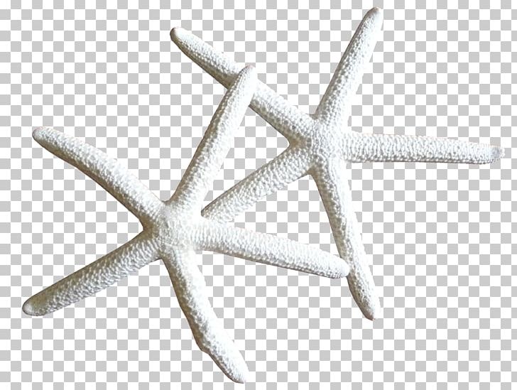 Starfish Marine Invertebrates PNG, Clipart, Animal, Animals, Apartment, Clip Art, Echinoderm Free PNG Download