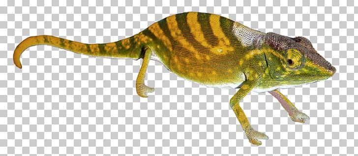 Chameleons Gecko Transparency And Translucency PNG, Clipart, Amphibian, Animal Figure, Chameleon, Chameleons, Desktop Wallpaper Free PNG Download