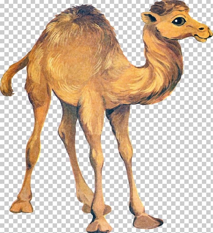 Cross-stitch Camel Sewing Pattern PNG, Clipart, Animal Figure, Animals, Arabian Camel, Camel, Camel Like Mammal Free PNG Download