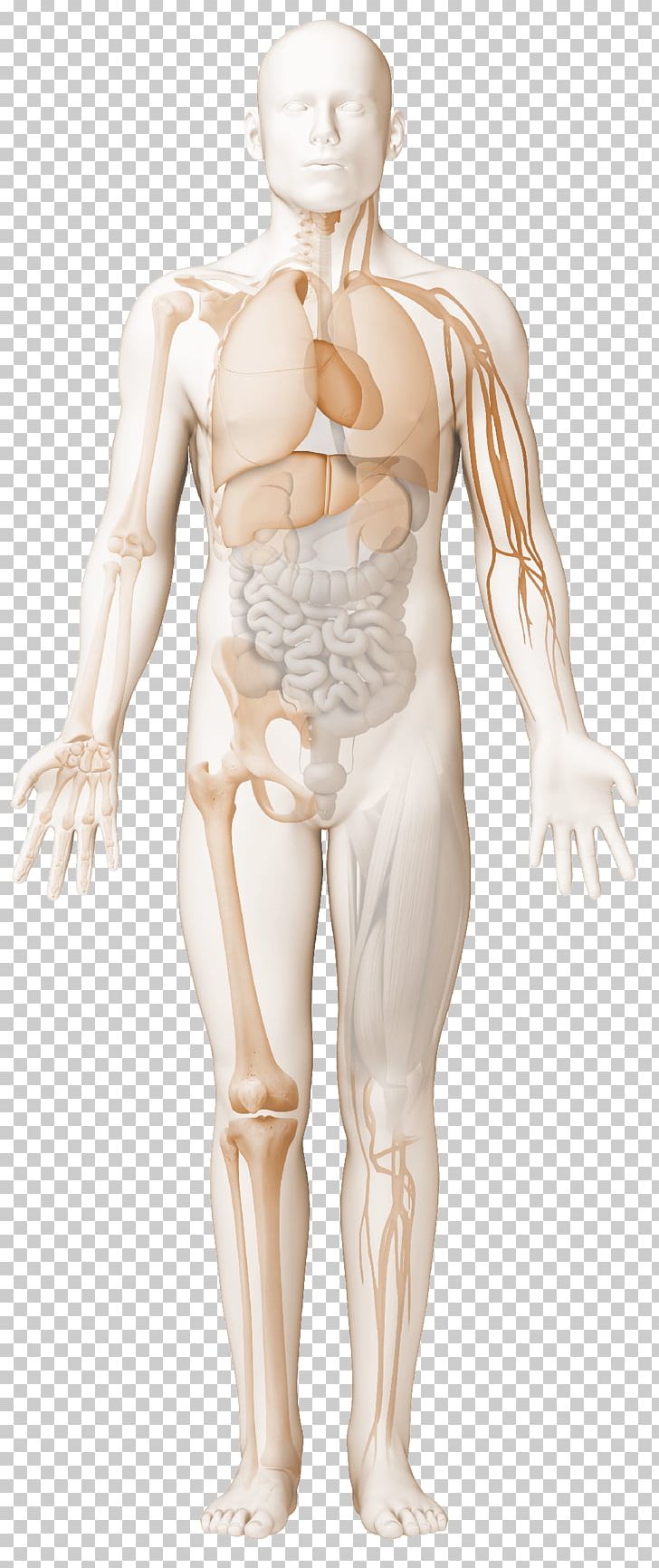 Immune Complex Systemic Lupus Erythematosus Rheumatology Antiphospholipid Syndrome Reactive Arthritis PNG, Clipart, Abdomen, Antiphospholipid Syndrome, Arm, Connective Tissue Disease, Disease Free PNG Download