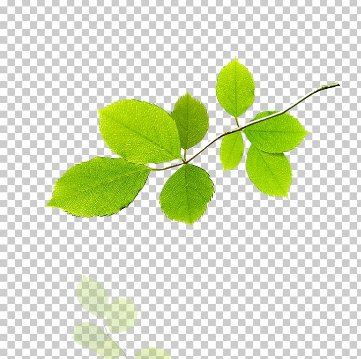 Leaf Tree Stock Illustration PNG, Clipart, Autumn Leaf, Bladnerv, Botanical Illustration, Branch, Drawing Free PNG Download