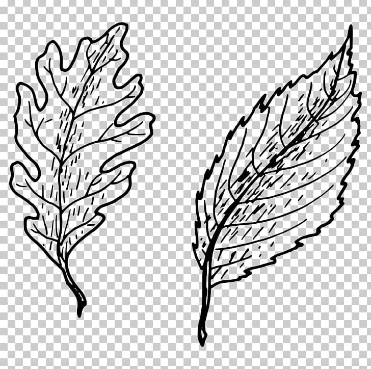 Petiole Leaf Drawing PNG, Clipart, Aphid, Area, Artwork, Autumn Leaf Color, Black And White Free PNG Download