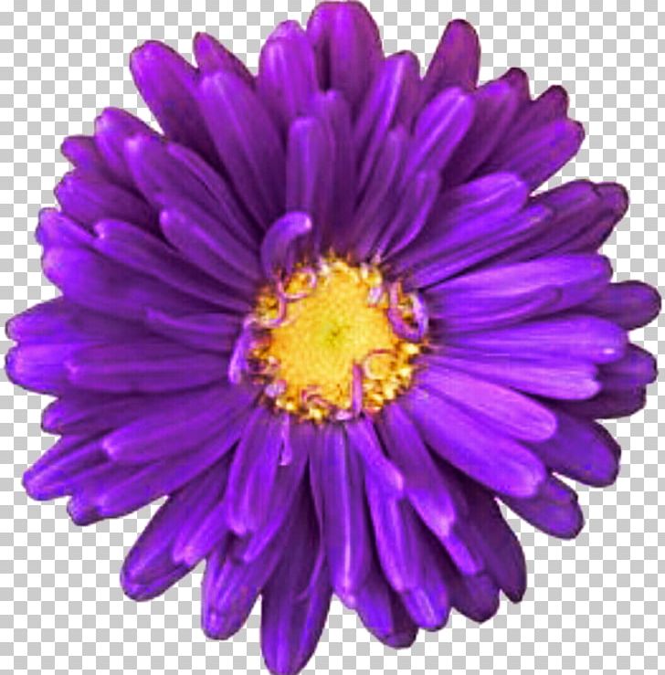Purple Innovation Transvaal Daisy Common Daisy PNG, Clipart, Annual Plant, Art, Aster, Chrysanths, Color Free PNG Download