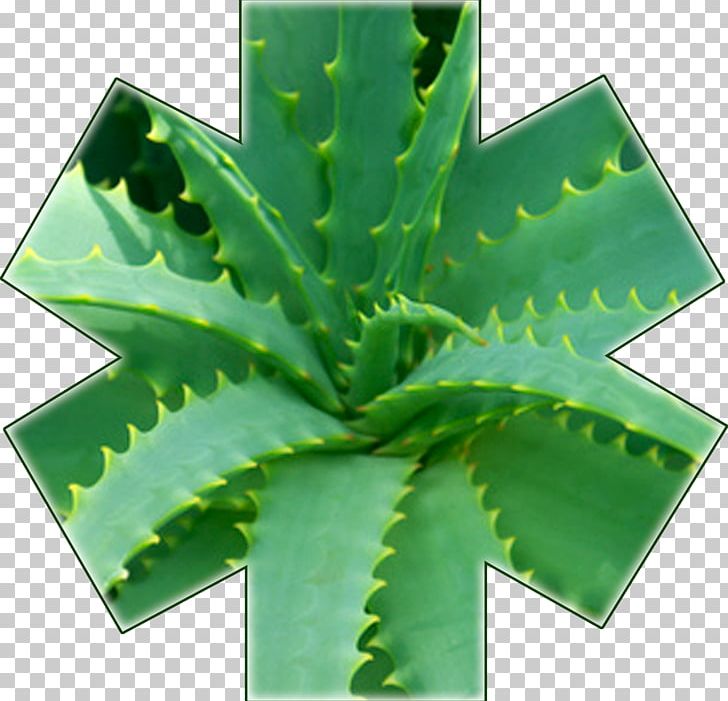 Aloe Vera Aloe Arborescens Plant Asphodelaceae Therapy PNG, Clipart, Aloe, Aloe Arborescens, Aloe Vera, Asphodelaceae, Cancer Free PNG Download