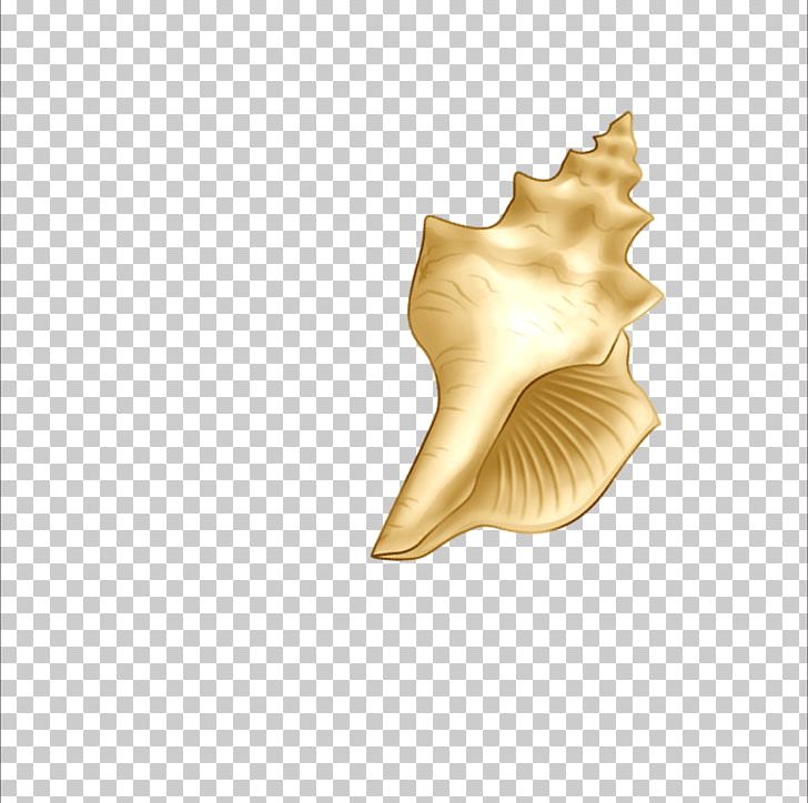 Beach Sea Snail Seashell PNG, Clipart, Background, Bolinus Brandaris, Cartoon Conch, Conch, Conch Blowing Free PNG Download