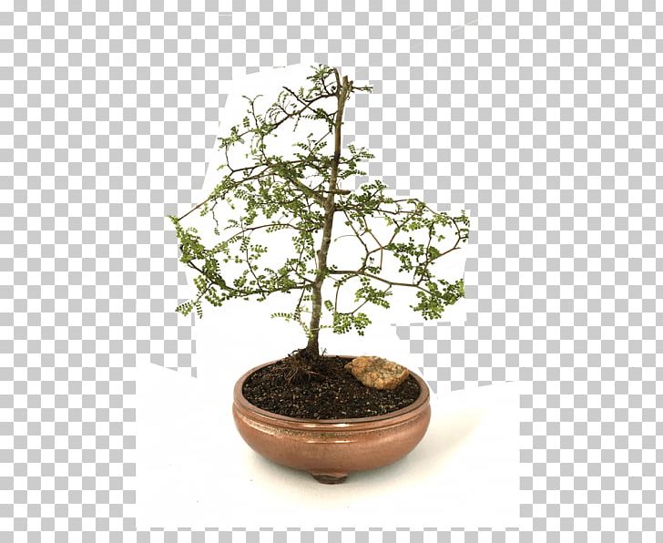 Chinese Sweet Plum Flowerpot Tree Herb Sageretia PNG, Clipart, Bonsai, Flowerpot, Herb, Houseplant, Nature Free PNG Download