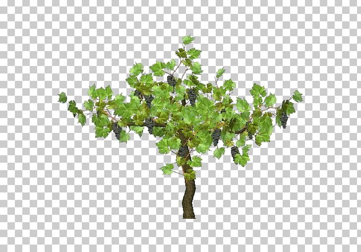 Common Grape Vine Tree Plant Carpinus Betulus PNG, Clipart, Arboles, Branch, Carpinus Betulus, Common Grape Vine, Dwg Free PNG Download