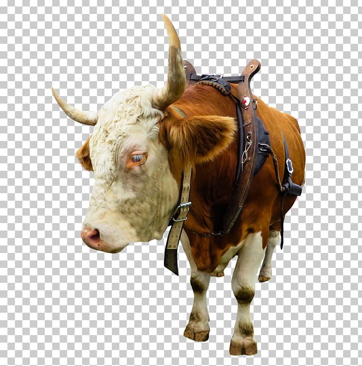 English Longhorn Texas Longhorn Highland Cattle Ox Angus Cattle PNG, Clipart, Angus Cattle, Animal, Animals, Beef Cattle, Bovid Free PNG Download