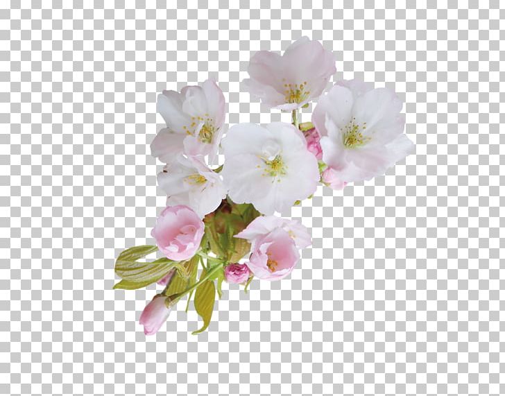 Flower Blossom PNG, Clipart, Blossom, Branch, Cherry Blossom, Christmas, Computer Icons Free PNG Download