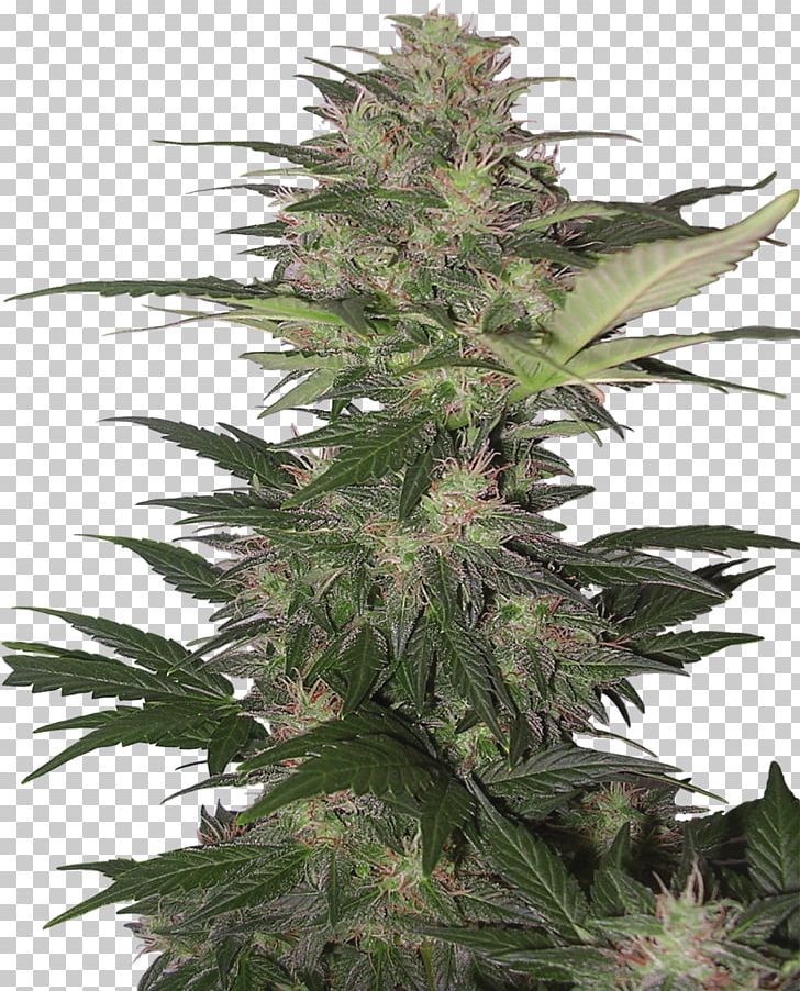 Kush Skunk Cannabis Sativa Autoflowering Cannabis PNG, Clipart, Autoflowering Cannabis, Cannabis, Cannabis Sativa, Grow Shop, Haze Free PNG Download