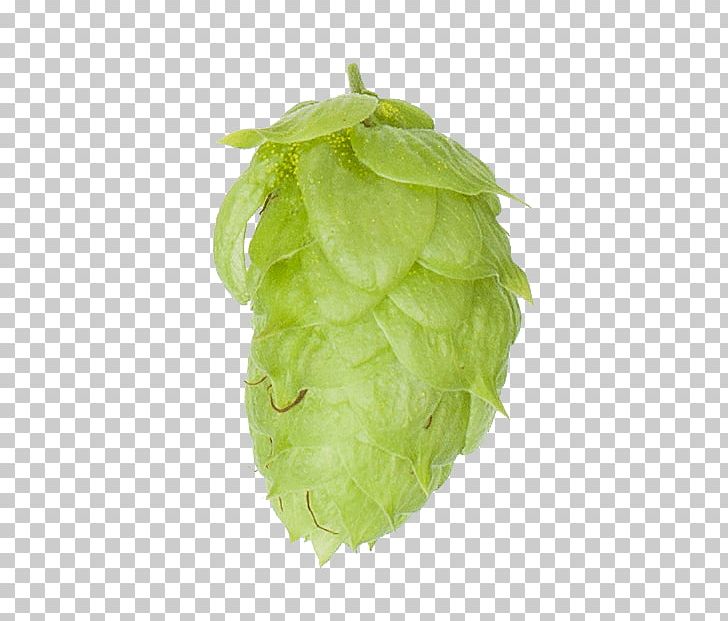 Leaf Vegetable PNG, Clipart, Check, Check Out, Hop, Humulus Lupulus, Leaf Free PNG Download