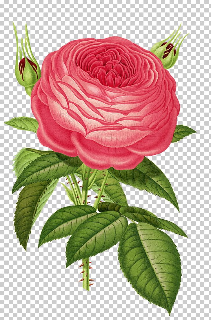 Old Roses And English Roses Heirloom Roses Flower Garden Roses PNG, Clipart, Botanical Illustration, Botany, Bourbon Rose, Cut Flowers, Floribunda Free PNG Download