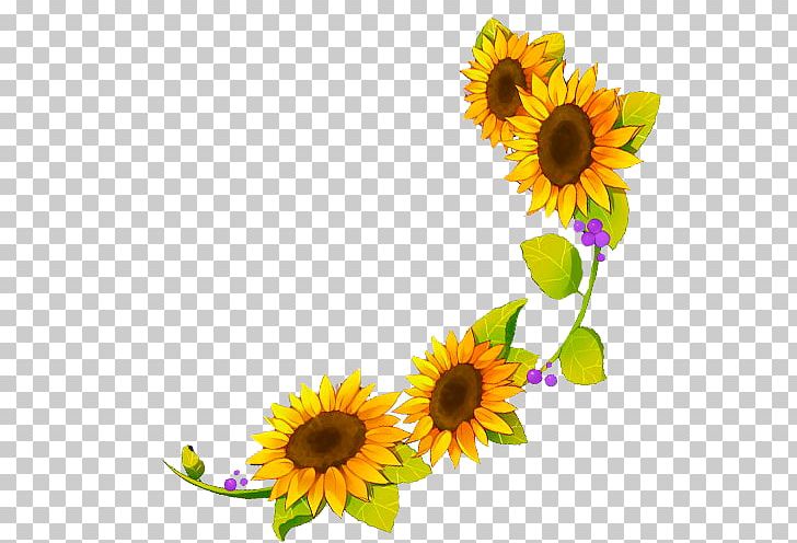 Four Cut Sunflowers Common Sunflower Sunflower Seed PNG, Clipart, Cut Flowers, Daisy Family, Element, Floral Design, Florist Free PNG Download