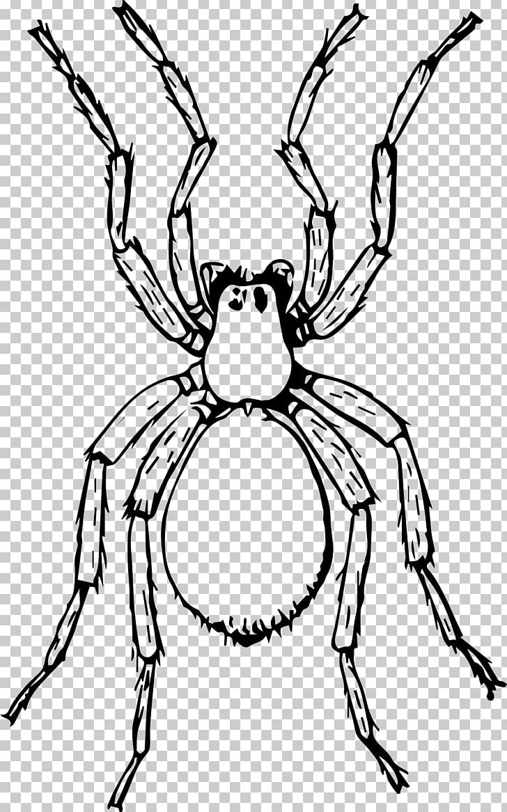 Miss Spider Drawing Aunt Sponge PNG, Clipart, Antler, Artwork, Black And White, Black House Spider, Branch Free PNG Download