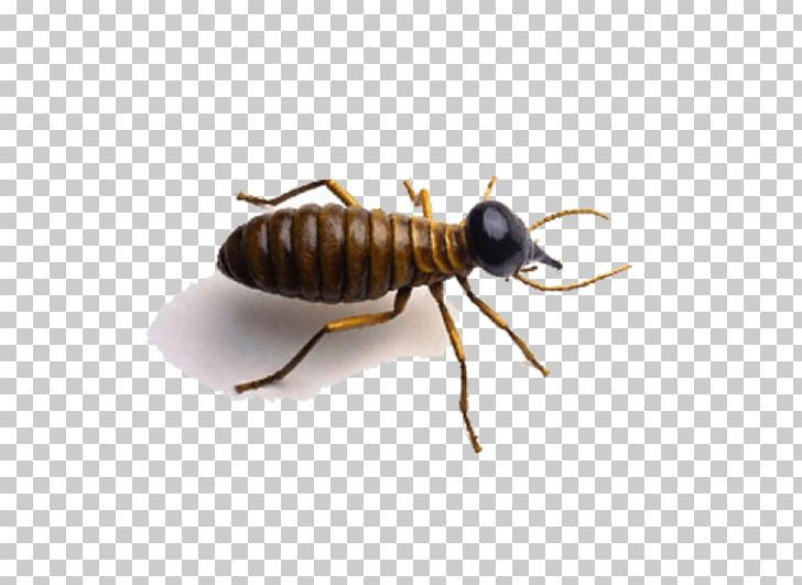 Ant Portable Network Graphics Cockroach Insect Desktop PNG, Clipart, Animals, Ant, Ants, Arthropod, Beetle Free PNG Download