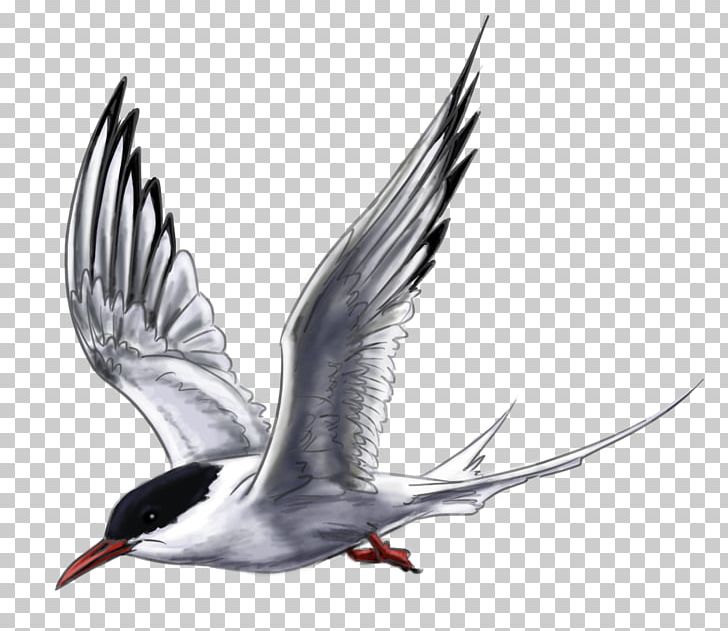 Arctic Tern Wader PNG, Clipart, Animal, Animals, Arctic, Arctic Tern, Art Free PNG Download