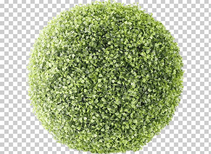 Bush Ball PNG, Clipart, Bushes And Branches, Nature Free PNG Download