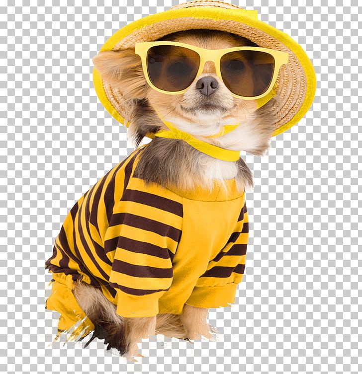 Chihuahua Puppy Clothing Pet Stock Photography PNG, Clipart, Animals, Bee, Carnivoran, Cat Litter Trays, Clothing Accessories Free PNG Download