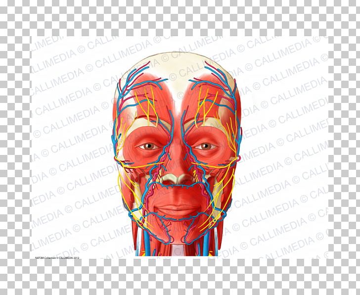 Head And Neck Anatomy Blood Vessel Human Body Anterior Triangle Of The Neck PNG, Clipart, Anatomy, Anterior Triangle Of The Neck, Artery, Blood, Blood Vessel Free PNG Download