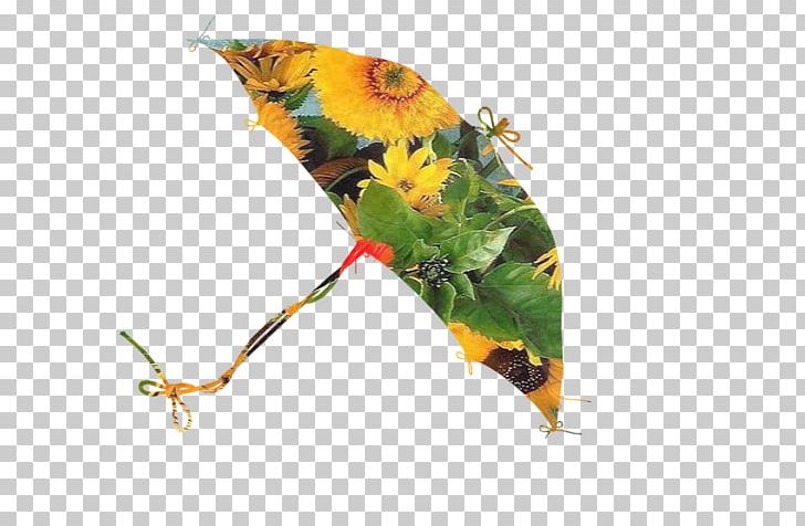 Insect Leaf PNG, Clipart, Baa, Insect, Leaf, Membrane Winged Insect, Plant Free PNG Download
