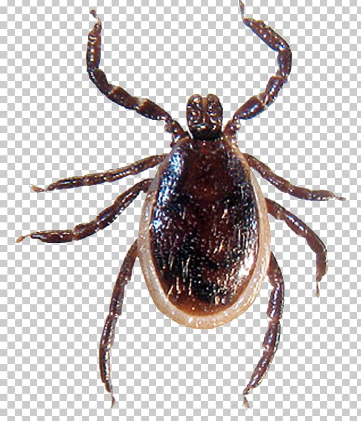 Lyme Disease Spirochete Tick-borne Disease Deer Tick PNG, Clipart, American Dog Tick, Arachnid, Araneus, Arthropod, Bac Free PNG Download
