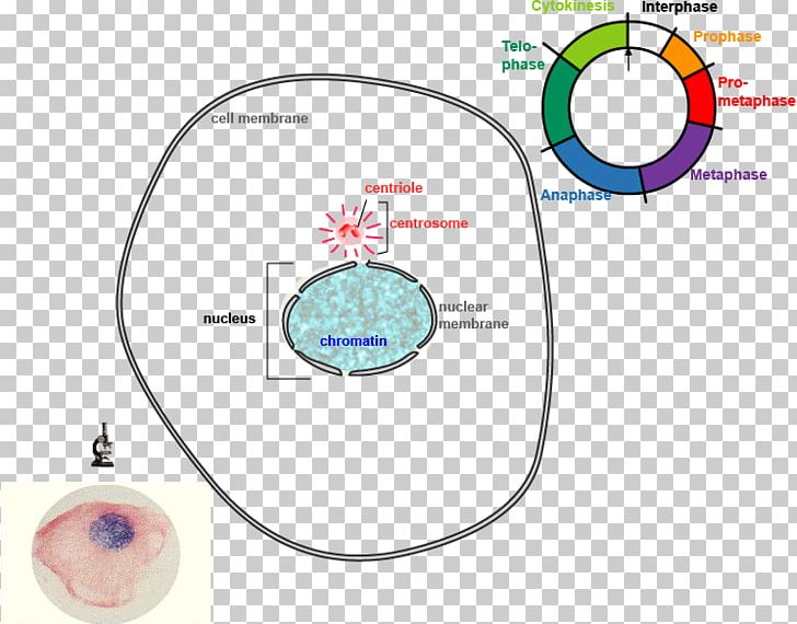 Mitosis And Meiosis Cell Division Cell Cycle PNG, Clipart, Angle, Area, Biological Life Cycle, Biology, Cell Free PNG Download
