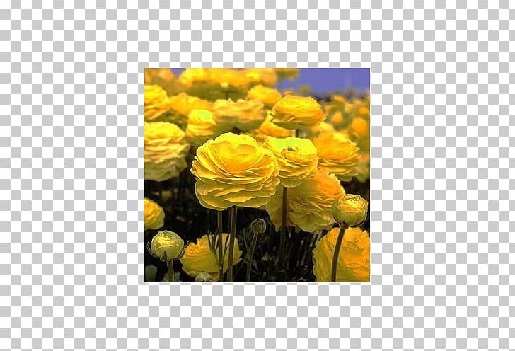Ranunculus Asiaticus Yellow Flower Bulb Petal PNG, Clipart, Annual Plant, Botany, Bulb, Buttercup, Chrysanthemum Free PNG Download