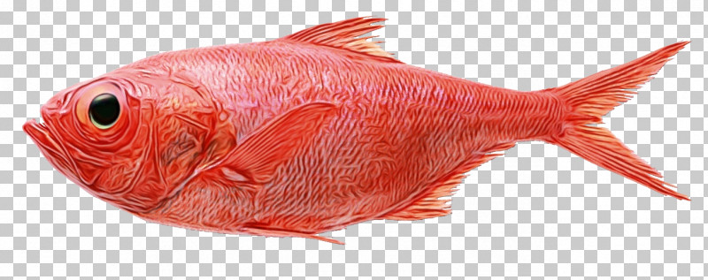 Fish Northern Red Snapper Red Drum Saltwater Fish Snappers PNG, Clipart, Bigeye Tuna, Fish, Fish Hook, Fishing, Giant Grouper Free PNG Download