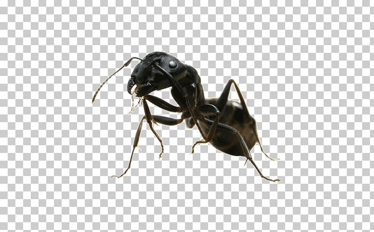 Black Garden Ant Pest Control Mosquito Termite PNG, Clipart, Ant, Arthropod, Black Carpenter Ant, Black Garden Ant, Carpenter Ant Free PNG Download