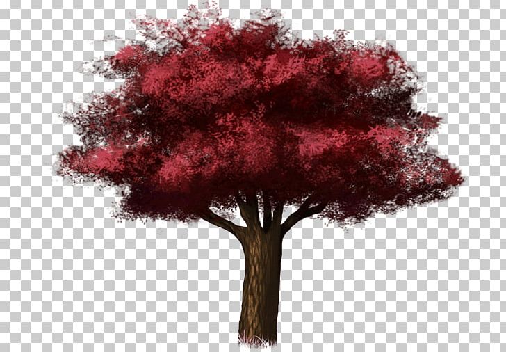 Broad-leaved Tree Valdivian Temperate Rain Forest Oak PNG, Clipart, Branch, Broadleaved Tree, Conifers, Deciduous, Evergreen Free PNG Download