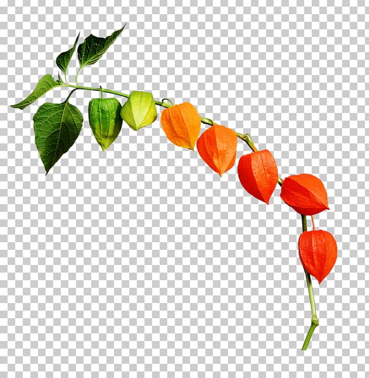 Chinese Lantern Autumn Leaf PNG, Clipart, Autumn, Bell Peppers And Chili Peppers, Branch, Chili Pepper, Chinese Lantern Free PNG Download