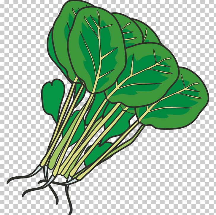 Hot Pot Leaf Vegetable Spinach PNG, Clipart, Cartoon, Encapsulated Postscript, Food, Food Drinks, Fruit Free PNG Download