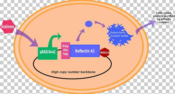 International Genetically Engineered Machine BioBrick Wiki Expression PNG, Clipart, Area, Biobrick, Brand, Circle, Communication Free PNG Download